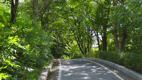 Park Road with Trees Swaying in Wind Peaceful Nature Walk Korea 動画素材 344525362