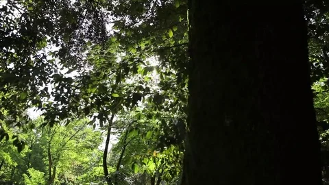 Park in Rome Stock Footage 77864319