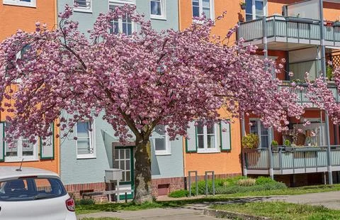 Park with sakura trees 스톡 사진