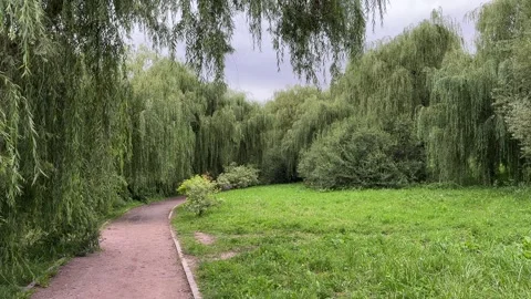 A park scene featuring numerous tall willow trees (weeping willows) Vídeos de archivo 315378326