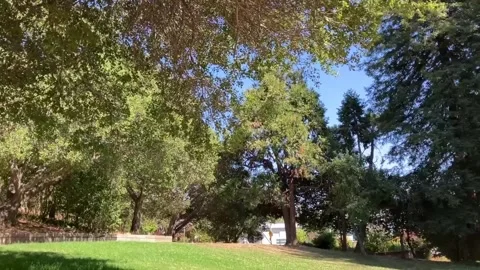 Park Scene Video stock 313709862