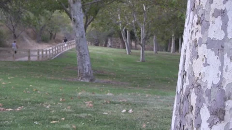 Park scene with jogger in background. Video stock 8777816