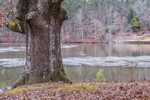Park scene with a pond Stock Photos