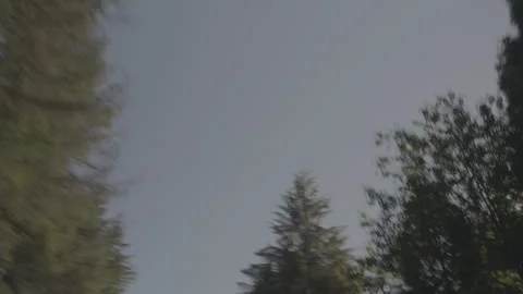 Park scenery from a moving car - trees Stock Footage 252312420