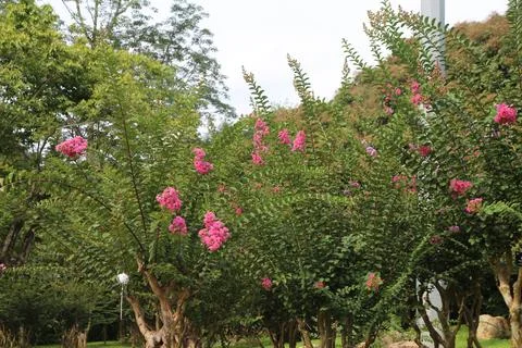 In the park, several trees with crape myrtle flowers and green leaves grow .. Stock Photos