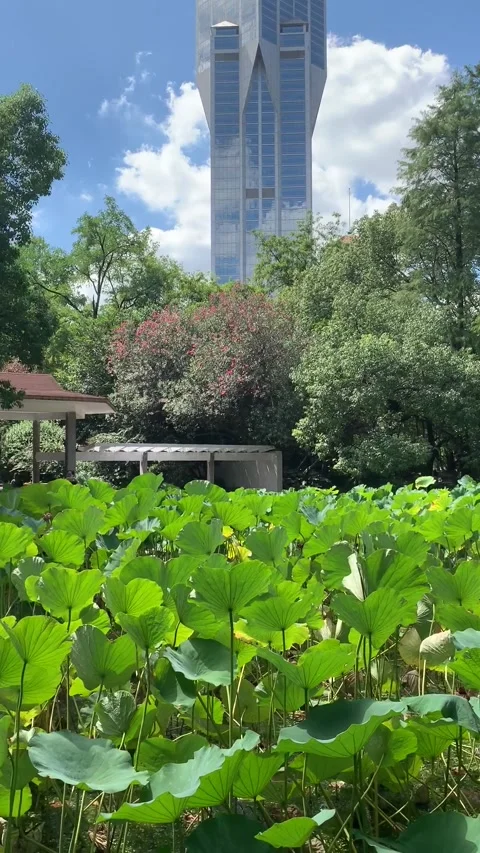 Park in Shanghai Vidéo 342562038