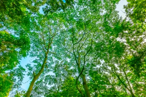 Park Shulin Stock Photos