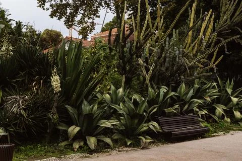 Park with single bench and many sharp succulent plants Stock Photos