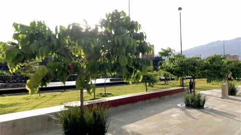 Park Slomo 库存影片 156829269