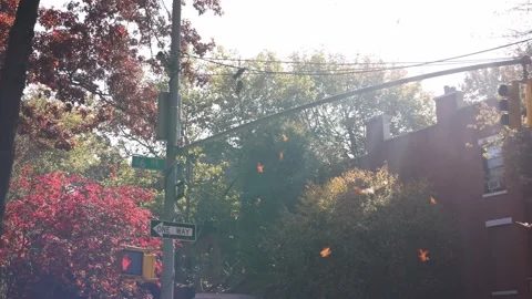 Park Slope during fall, Brooklyn, NYC Video stock 241948166