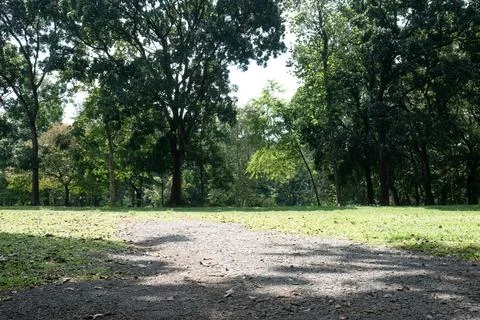 Park Soil Path with Grass and Trees in Urban Woodland Stock Photos