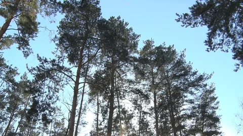 Park, spring , autumn, trees, leaves Stock Footage 122140144