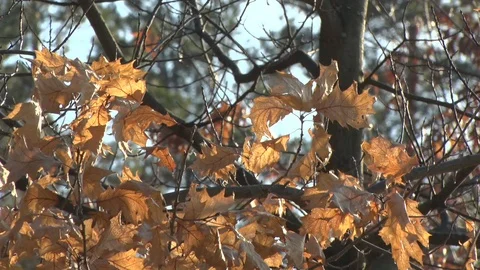 Park, spring , autumn, trees, leaves Stock Footage 122141178