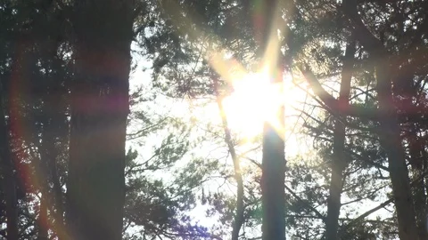 Park, spring , autumn, trees, leaves Stock Footage 122141238