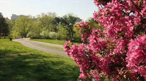 Park Spring Stock Footage 819829