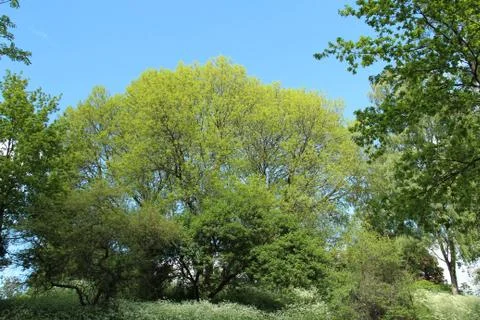 Park in spring with green trees and blue sky Stock Photos