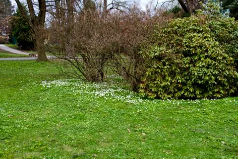 Park in spring Stock Photos