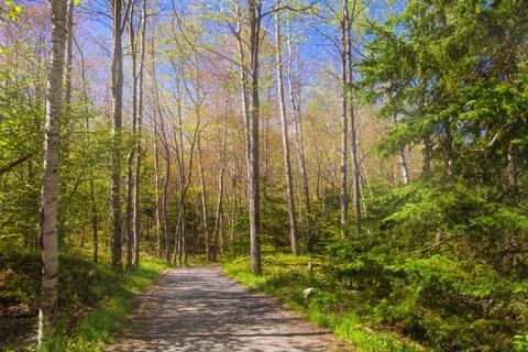 Park in the spring Stock Photos