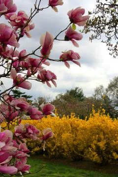 A park in spring Foto stock