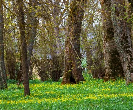 Park in the spring Stock Photos