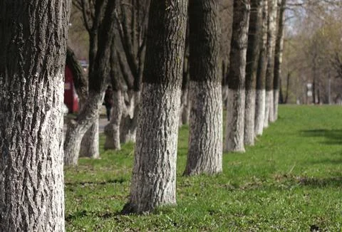 Park in spring walking Stock Photos