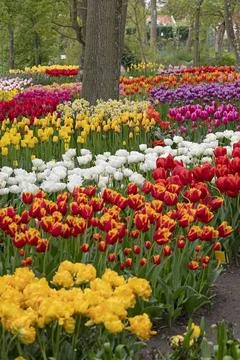 Park in The Spring.Tulips. Spring landscape. Stock Photos