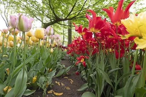 Park in The Spring.Tulips. Spring landscape. Fotos Stock