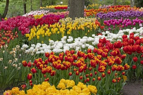 Park in The Spring.Tulips. Spring landscape. Fotos Stock