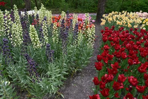 Park in The Spring.Tulips. Spring landscape. Fotos Stock