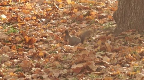 Park, squirrel 스톡 동영상 44345233