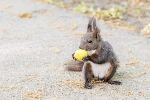 Park Squirrel Stock Photos