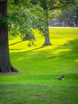 Park Squirrel Stock Photos