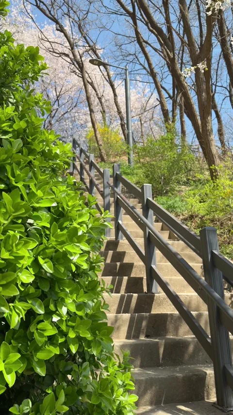 Park Staircase Leading up to Spring Cherry Blossoms Stockbeeldmateriaal 337557726