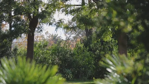 Park static shot Stock Footage 122138606