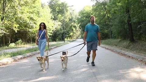 Park stroll with dogs Stock Footage 282189371