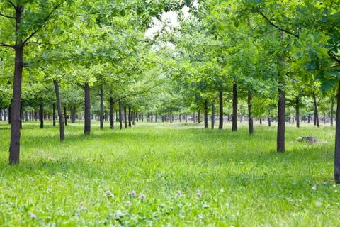 Park at summer Stock Photos