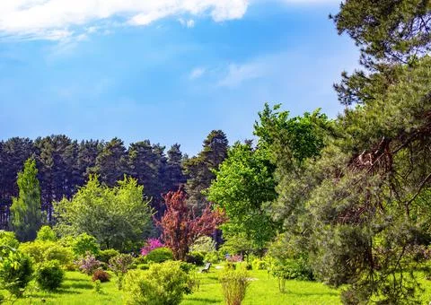 Park in Summer Time.  스톡 사진
