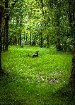 Park in Summer Time.  Stock Photos