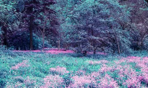 Park in Summer Time.  Foto stock