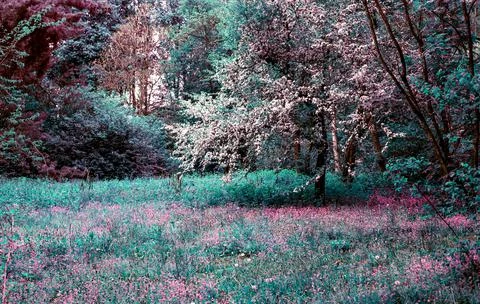 Park in Summer Time.  Stock Photos