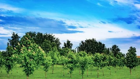 Park in Summer Time.  Stock Photos