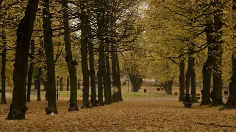 A park a sunny autumn day, Stockholm Stock Footage