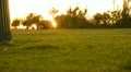 Park Sunset 04 Dolly Up R Grass Guy jogging HD Footage
