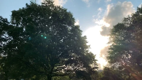 Park Sunset 2 Stock Footage 119985160