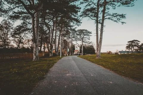 A park surrounded by pine trees during twilight Stock Photos