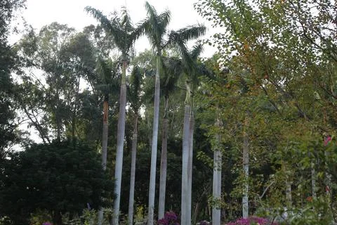 The park is surrounded by tall trees, including many types of coconut palms.. Stock Photos