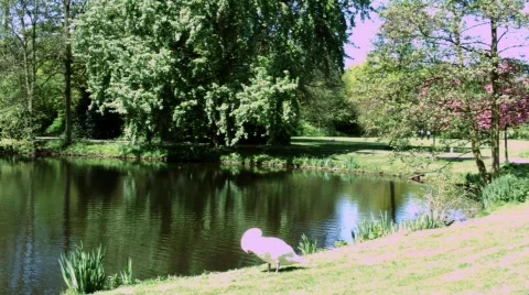 Park swan HD Stock Footage 521906