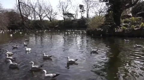 Park swans Video stock 48270648
