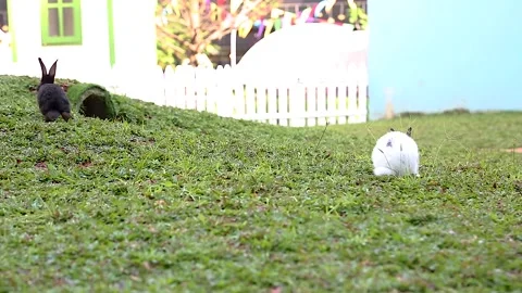 In the park there are several beautiful rabbits playing Stock Footage 265933430