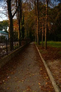 In the Park there are trees on branches leaves are colored, yellow, green Stock Photos